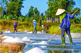 Nghề muối Châu Hạ trước thách thức thu nhập và đầu ra