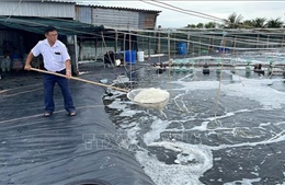 Giá tôm thẻ chân trắng tiếp tục giảm, nhiều hộ nuôi phải 'neo tôm'