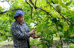 Nâng tầm thương hiệu trái na La Hiên trên thị trường nông sản