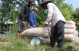 Nông dân Cần Thơ thu hoạch lúa Hè Thu sớm, đối mặt với thua lỗ