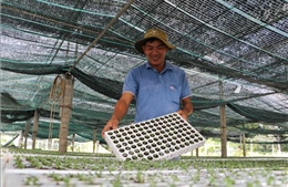 Cấy mô mở hướng nâng tầm ngành hàng hoa cảnh Sa Đéc