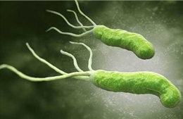 Phát hiện chủng probiotic mới giúp ức chế vi khuẩn HP gây bệnh dạ dày