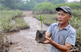 Người thương binh hơn 40 năm gieo màu xanh nơi đầu sóng