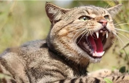 Nghiên cứu mới chỉ ra thủ phạm đe doạ nghiêm trọng động vật bản địa ở Australia