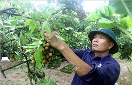 Nâng tầm thương hiệu nhãn lồng Hưng Yên 