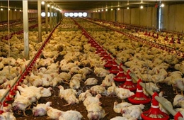 Hướng tới quản trị ngành chăn nuôi và thú y dựa trên dữ liệu