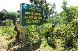 Biến 'bể chứa carbon' thành động lực giữ rừng, phát triển sinh kế