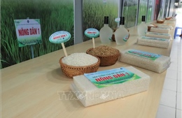 Mở rộng nguồn giống lúa ứng phó biến đổi khí hậu tại Đồng bằng sông Cửu Long