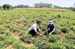 Nguồn vốn tiếp sức nông dân phát triển kinh tế