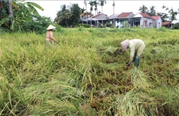 Quảng Ngãi khẩn trương khắc phục thiệt hại lúa, rau màu do mưa lớn