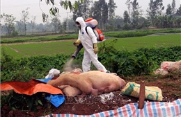 Dập ổ dịch tả lợn châu Phi tại huyện Lương Sơn, Hòa Bình