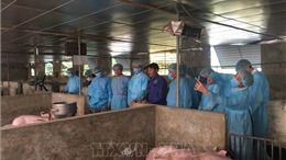 Hà Nội khẩn trương phòng chống dịch bệnh tả lợn châu Phi