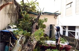  Mưa kèm giông lốc 'tấn công', hơn 300 ngôi nhà ở Tuyên Quang bị hư hại