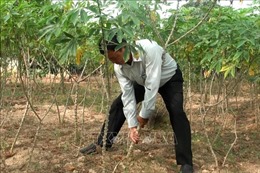 Cảnh báo bệnh khảm lá sắn lan rộng ở Đồng Nai