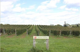 Nông nghiệp thích ứng biến đổi khí hậu - Bài 1