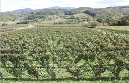 Nông nghiệp thích ứng biến đổi khí hậu - Bài 2