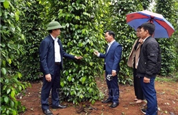 Liên kết sản xuất nông nghiệp bền vững - Bài cuối: Kinh tế tập thể - 'cầu nối' trong chuỗi giá trị