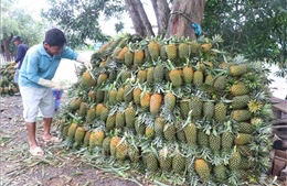 Xây dựng thương hiệu và chỉ dẫn địa lý cho cây dứa vươn xa
