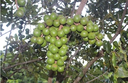 Thủ tướng Phạm Minh Chính: Cần biến núi rừng Tây Bắc trùng điệp thành của cải vật chất