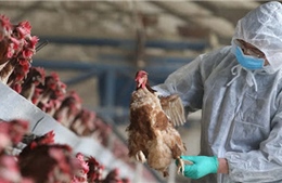 Ấn Độ cảnh báo nguy cơ lây lan cúm gia cầm từ chim hoang dã sang người