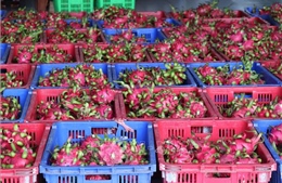 Xây dựng và quản lý mã số vùng trồng giúp trái cây xuất khẩu bền vững