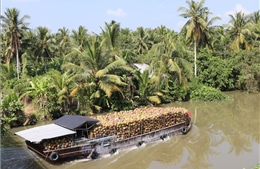 Giá dừa khô giảm sâu