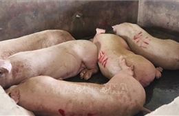 Hậu Giang thành lập đoàn kiểm tra các cơ sở giết mổ gia súc