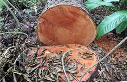 Điều tra vụ việc nhiều cây xanh bị đốn hạ trái phép tại khu văn hóa Hồ Nước Ngọt