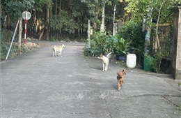 Thả rông chó và nguy cơ bệnh dại: Cảnh báo từ thực tiễn