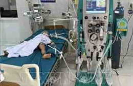 Ba trẻ bị ong vò vẽ đốt, một trường hợp tử vong