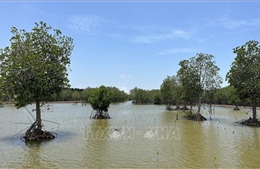 Kinh tế xanh từ 'lá chắn' rừng ven biển