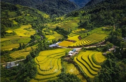 Mùa vàng óng ánh trên cánh đồng bậc thang Huổi Thanh