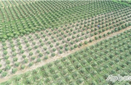 Đột phá theo Nghị quyết 57: Gắn kết chuỗi, nâng tầm giá trị sản phẩm