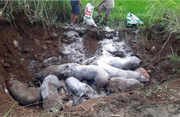 Siết chặt kiểm dịch, ngăn chặn lây lan dịch tả lợn châu Phi