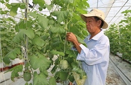 Ứng dụng công nghệ nâng cao năng suất, chất lượng nông sản