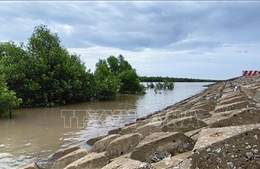  Cà Mau: Nâng cấp đê biển Đông cấp bách chống biến đổi khí hậu