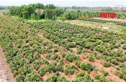 ‘Thủ phủ’ trồng mai ở TP Hồ Chí Minh gặp khó trong vụ Tết 2026