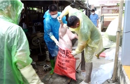 Tuyên Quang: Xem xét trách nhiệm lãnh đạo xã, phường nếu để xảy ra vứt xác lợn, sản phẩm từ lợn ra môi trường