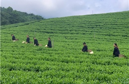 Thái Nguyên định vị thương hiệu du lịch theo hướng bền vững giàu bản sắc 