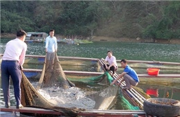 Lai Châu: Phát triển nông nghiệp hàng hóa nâng cao thu nhập cho người dân