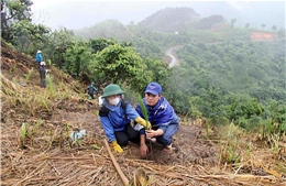 Lai Châu đẩy nhanh tiến độ trồng rừng sản xuất