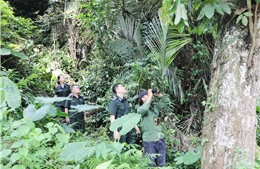 Nâng cao hiệu quả quản lý Khu Dự trữ thiên nhiên Thần Sa – Phượng  Hoàng