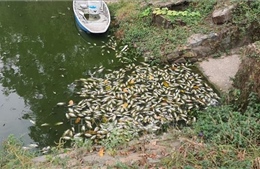 Tổng cục Môi trường thông tin về tình trạng cá chết trên kênh Bưng Cải