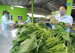 Vùng rau an toàn Văn Đức đáp ứng nhu cầu thị trường Hà Nội trong thời gian giãn cách xã hội