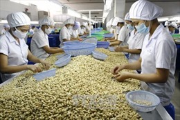 Xuất khẩu hạt điều của Việt Nam sang EU tăng mạnh trong năm 2021