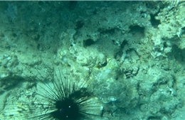 Chuyên gia nói gì về rạn san hô Nha Trang chết hàng loạt?