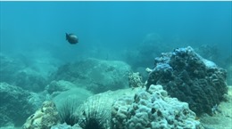 &#39;Báo động đỏ&#39; ở Khu bảo tồn vịnh biển Nha Trang - Bài 1: Suy giảm hệ sinh thái rạn san hô tại Hòn Mun