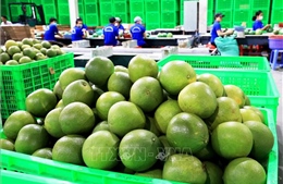 Thúc đẩy kí kết Nghị định thư, rút ngắn thời gian xuất khẩu quả bưởi và bơ sang Trung Quốc