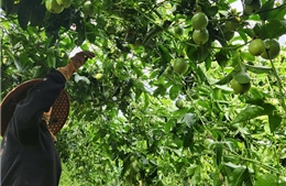 Xuất khẩu chanh leo tăng trưởng ‘thần tốc’ trong 10 năm