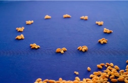 Châu Âu đạt thỏa thuận về khung pháp lý mới cho cây trồng chỉnh sửa gen